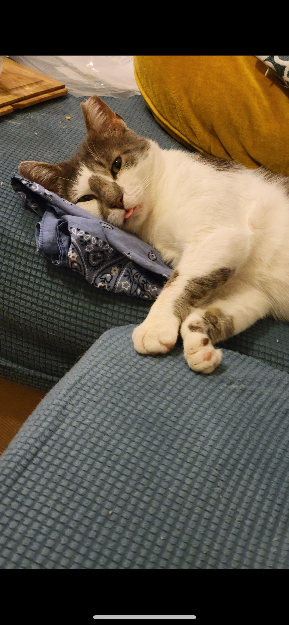 Enlarge KitKat, a ADOPTABLE Domestic Short Hair in South Ozone Park, NY image 5/6