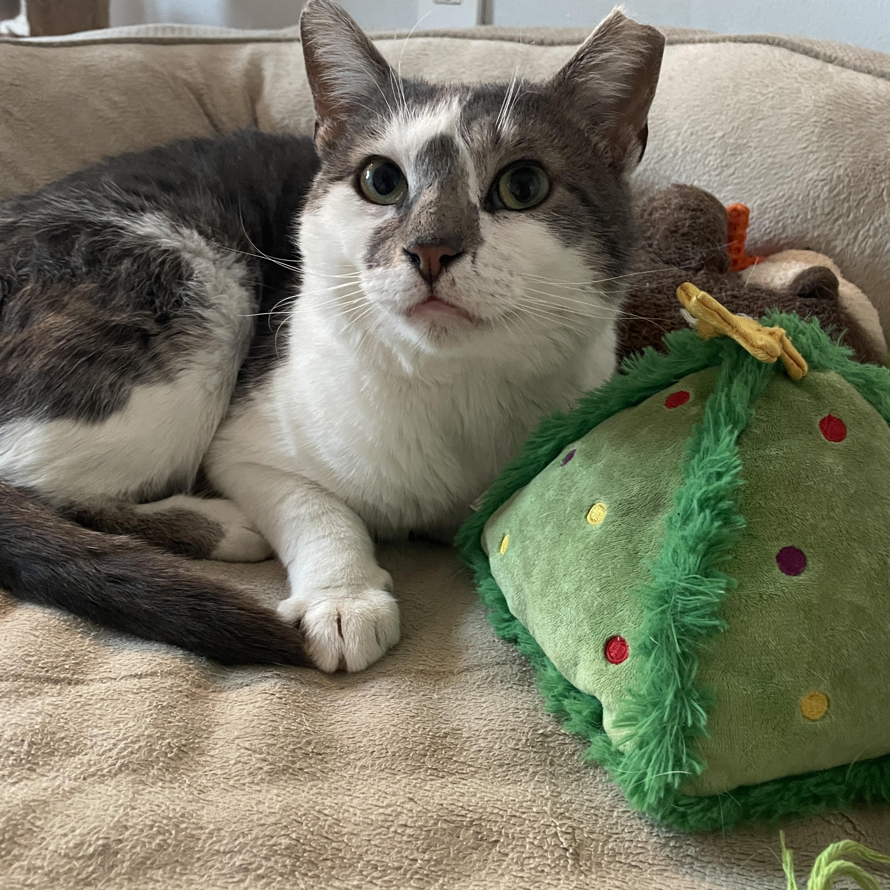 KitKat, ADOPTABLE, Adult Male Domestic Short Hair.