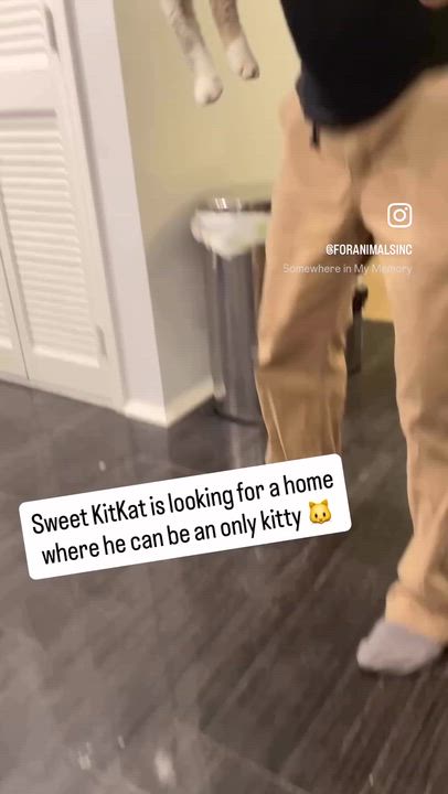 Enlarge KitKat, a ADOPTABLE Domestic Short Hair in South Ozone Park, NY video 4/6