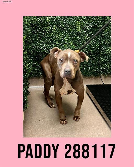 PADDY, Adoptable, Adult Female Mixed Breed.