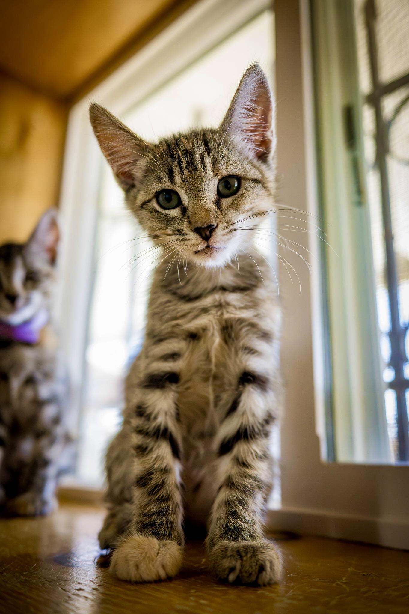 REBA McENTIRE, Adoptable, Kitten Female Domestic Short Hair.