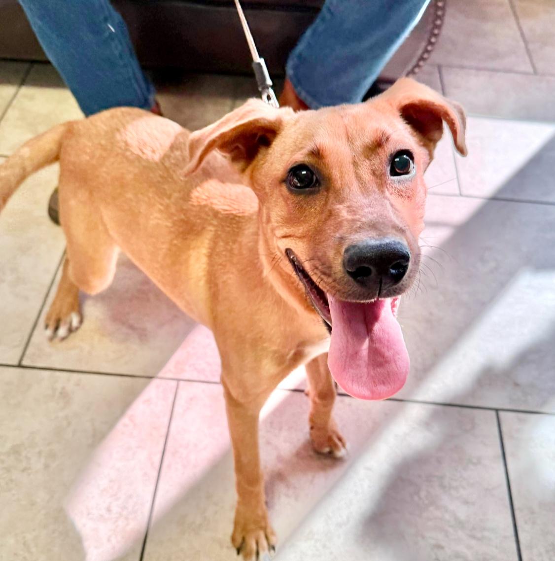 Enlarge Hattie, a Adoptable Labrador Retriever in Poughkeepsie, NY image 4/6