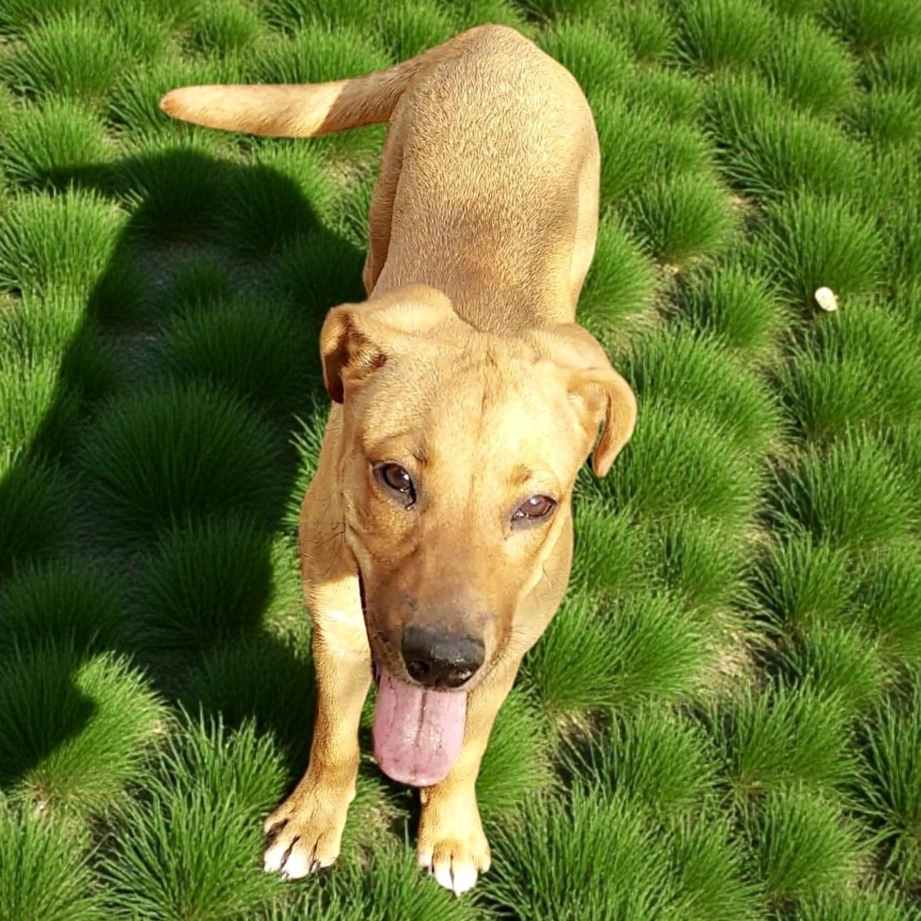 Enlarge Hattie, a Adoptable Labrador Retriever in Poughkeepsie, NY image 1/6