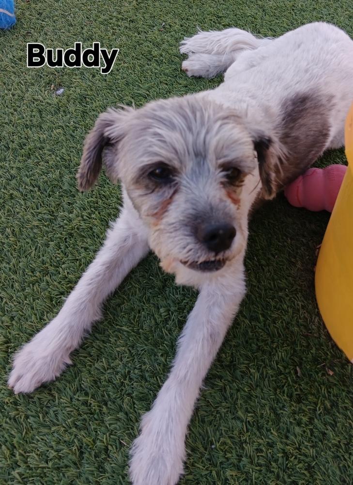 Enlarge Buddy, a Adoptable mixed breed in Fort Lupton, CO image 1/3