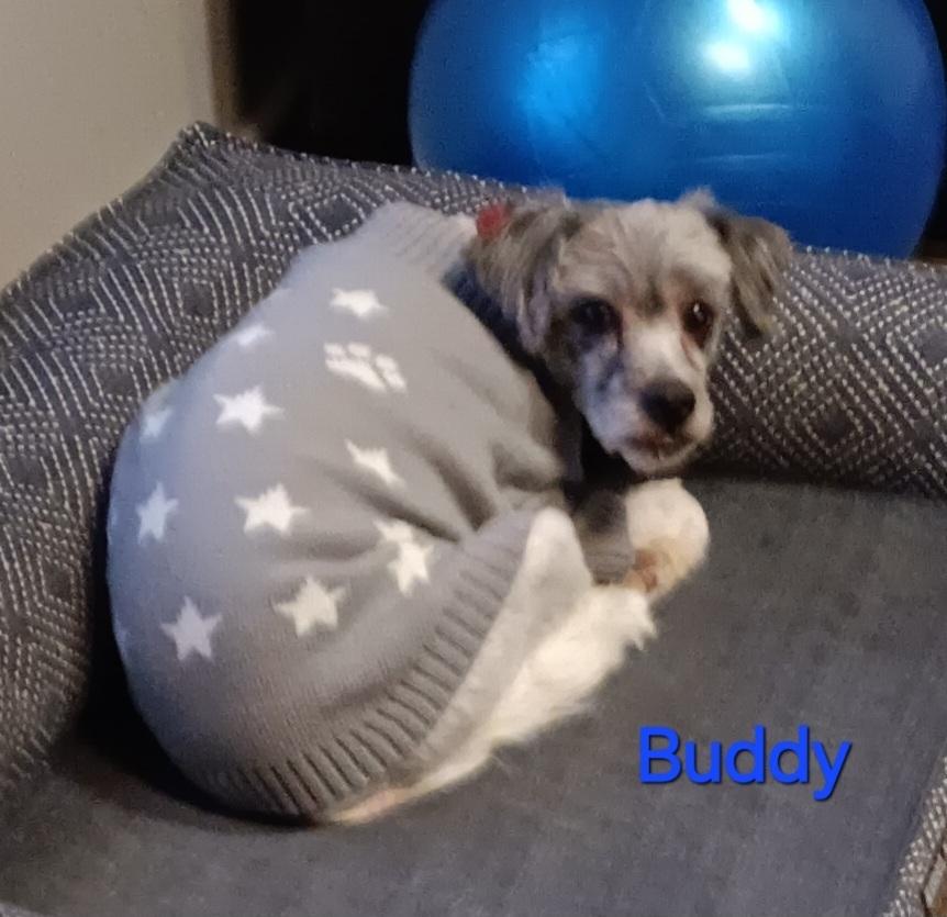 Buddy, Adoptable, Adult Male Norfolk Terrier.