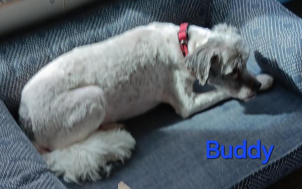 Enlarge Buddy, a Adoptable mixed breed in Fort Lupton, CO image 2/2