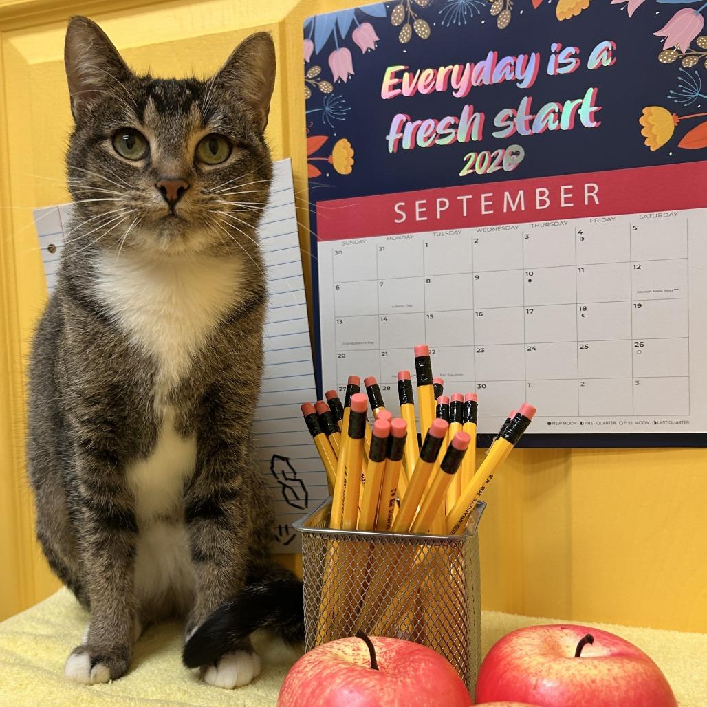 Juno, Adoptable, Adult Female Domestic Short Hair.