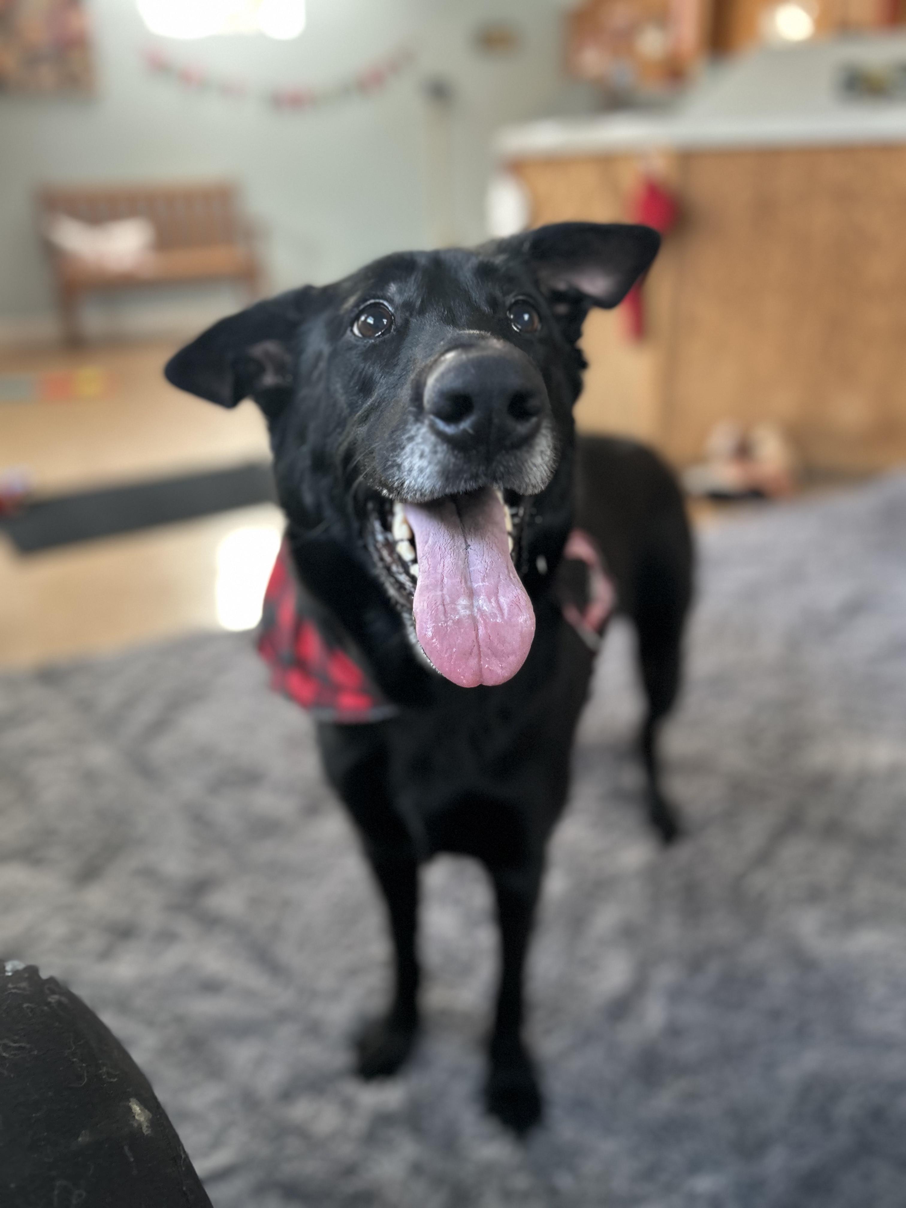 Enlarge Fiona, a Adoptable mixed breed in Winthrop, MA image 5/6