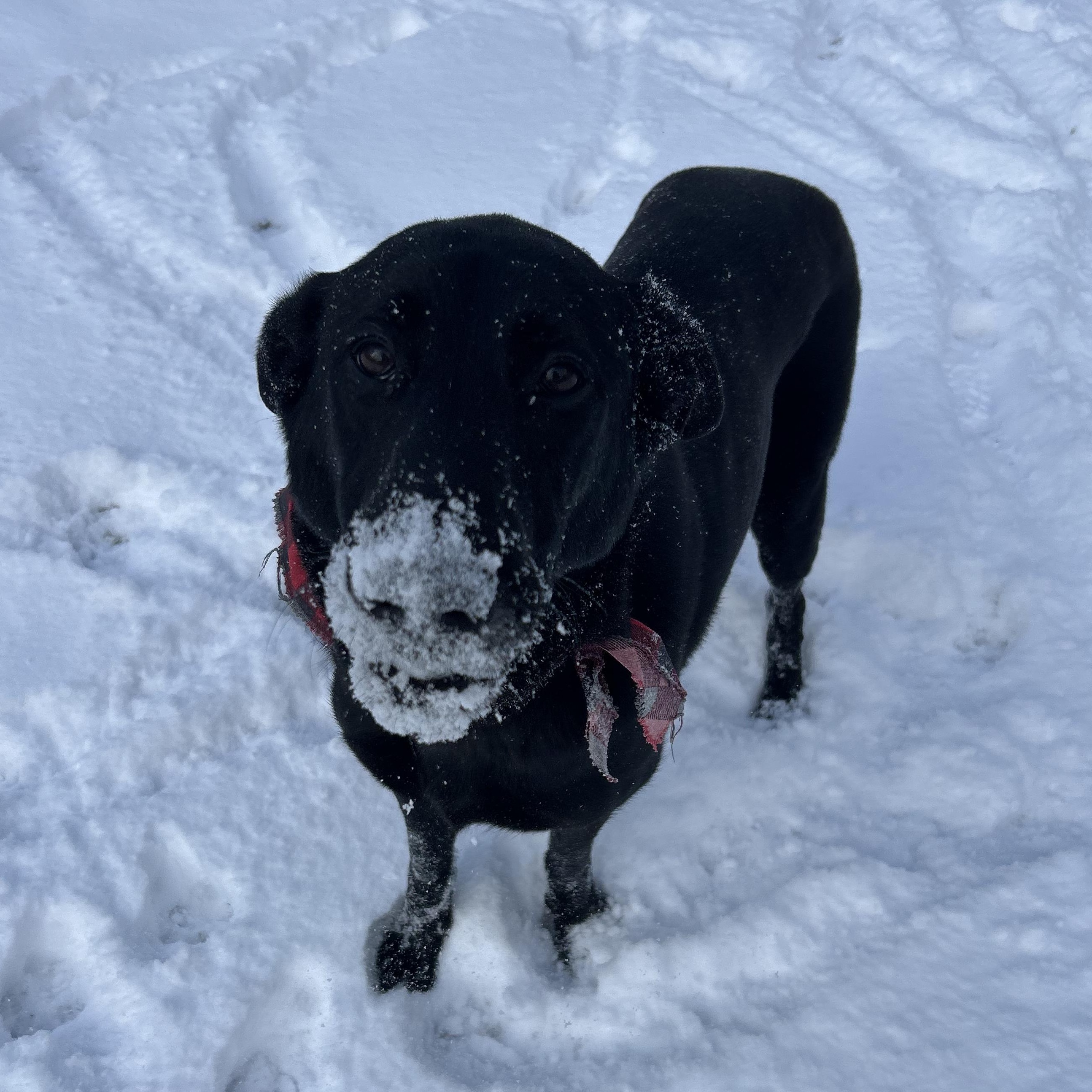 Enlarge Fiona, a Adoptable mixed breed in Winthrop, MA image 4/6