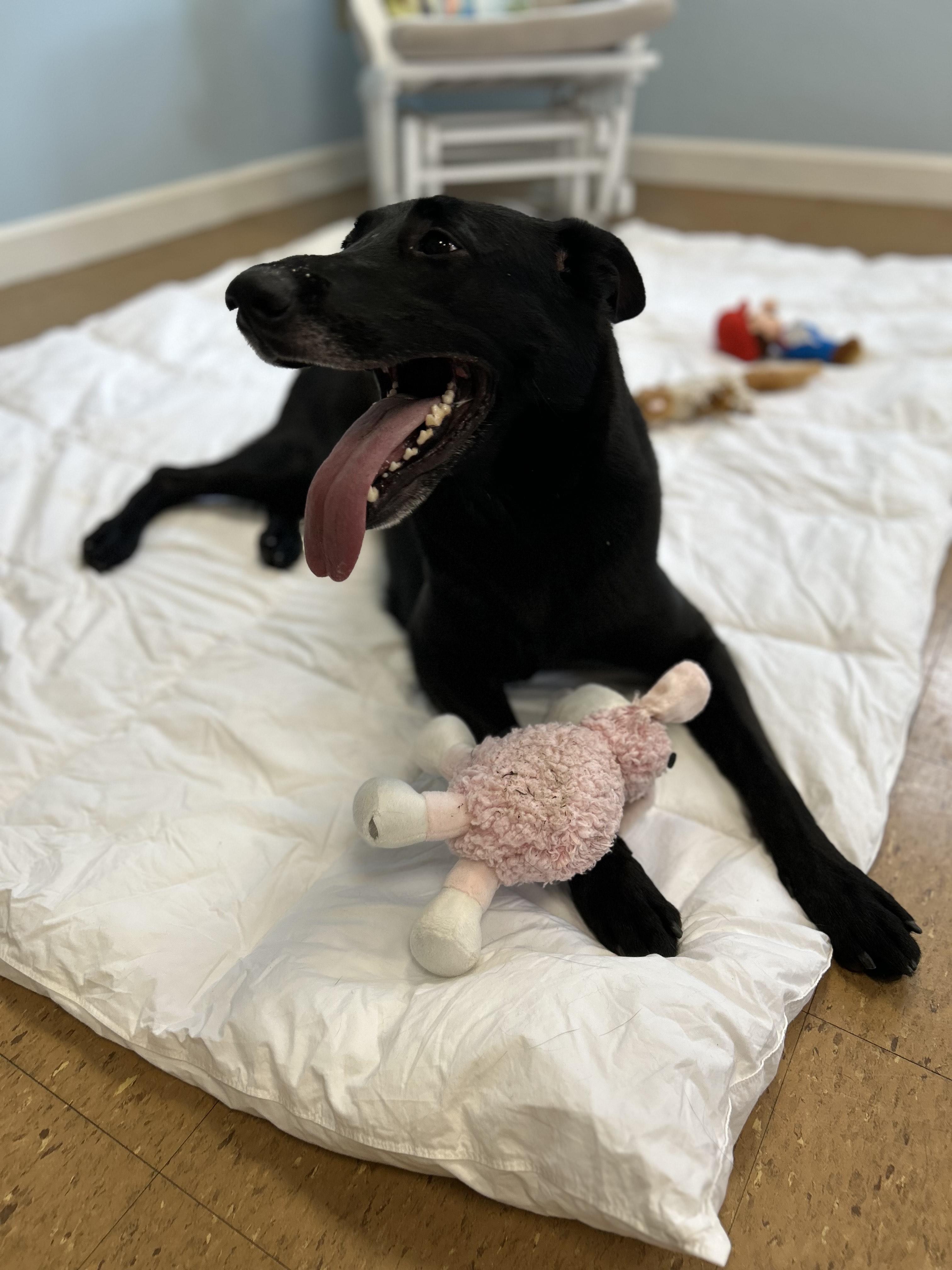 Enlarge Fiona, a Adoptable mixed breed in Wrentham, MA image 2/5