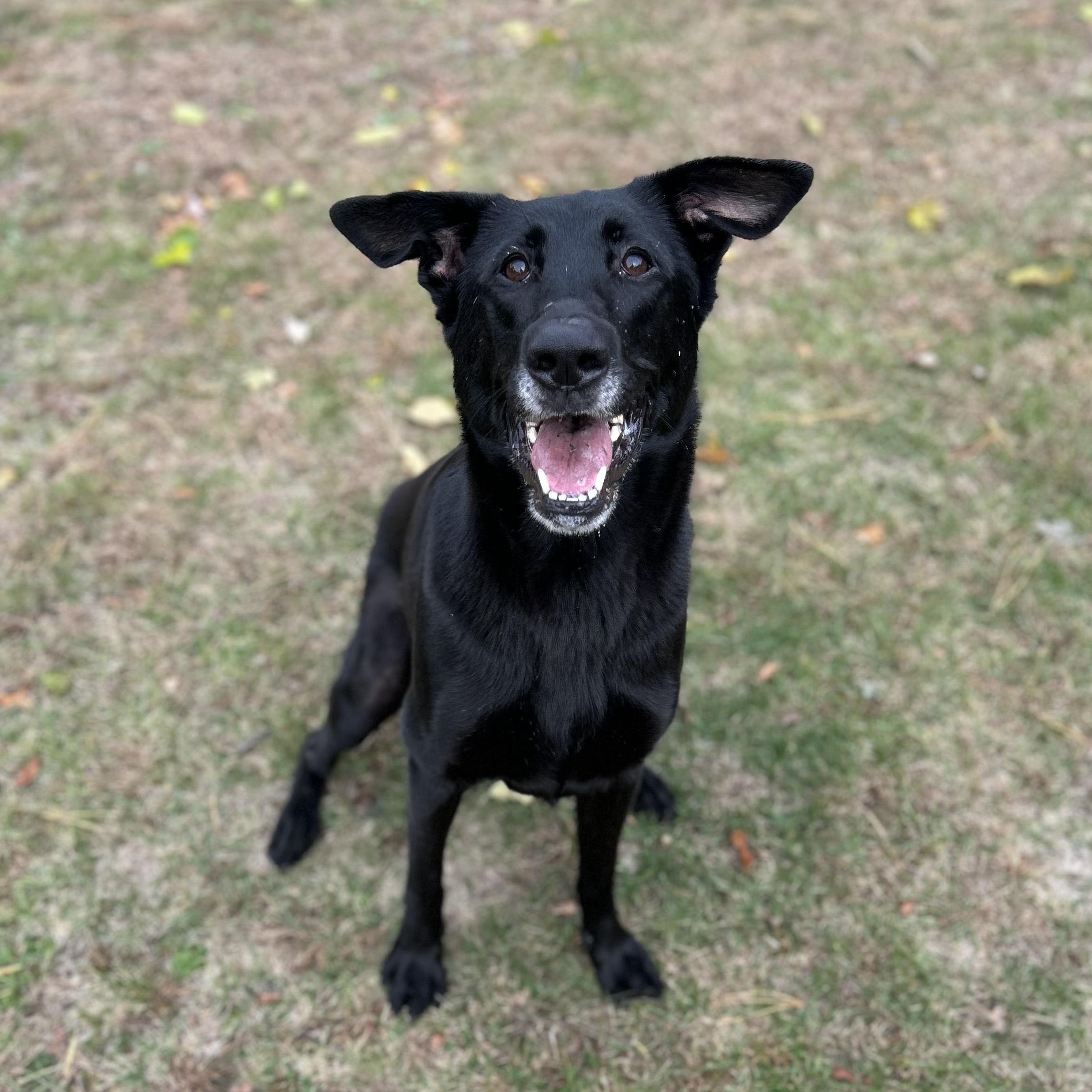 Enlarge Fiona, a Adoptable mixed breed in Winthrop, MA image 1/6