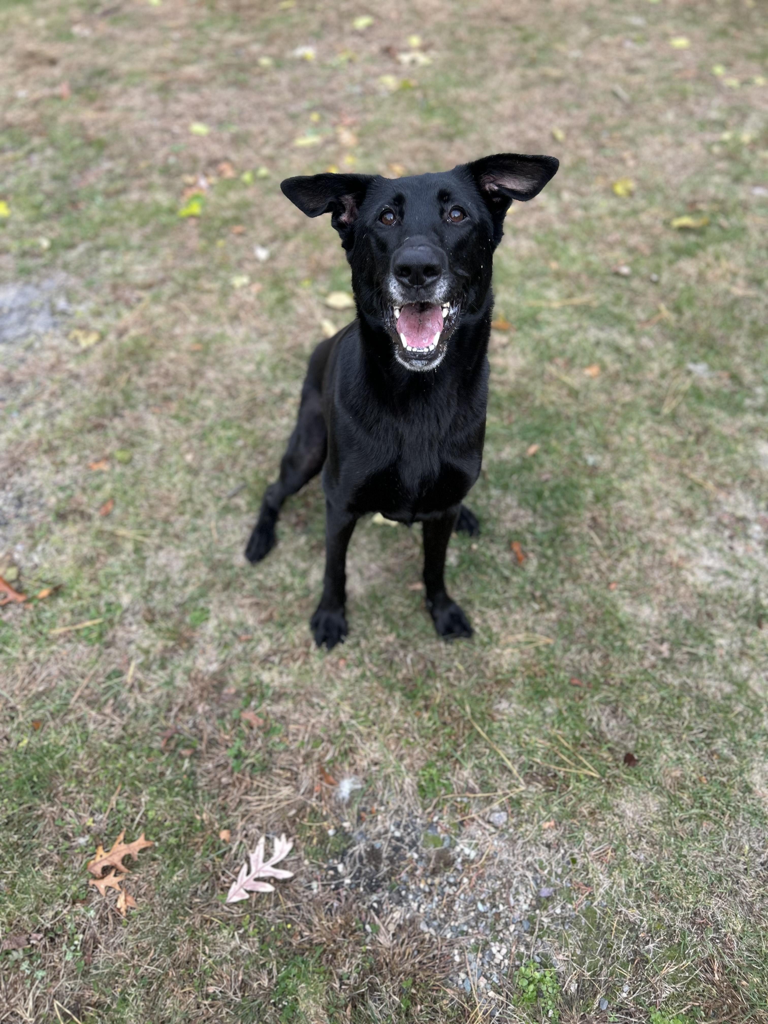 Enlarge Fiona, a Adoptable mixed breed in Wrentham, MA image 1/5