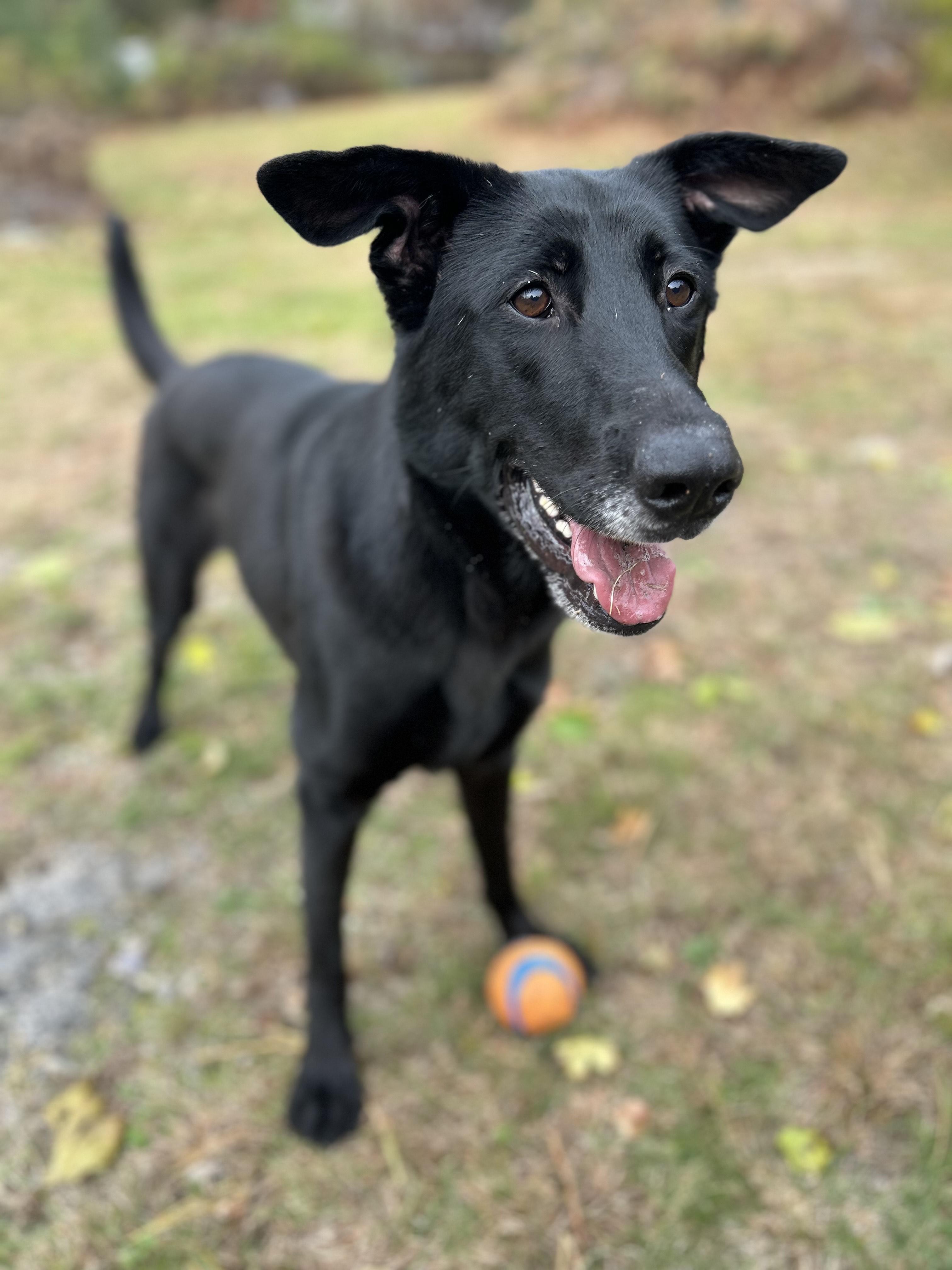 Enlarge Fiona, a Adoptable mixed breed in Wrentham, MA image 3/5
