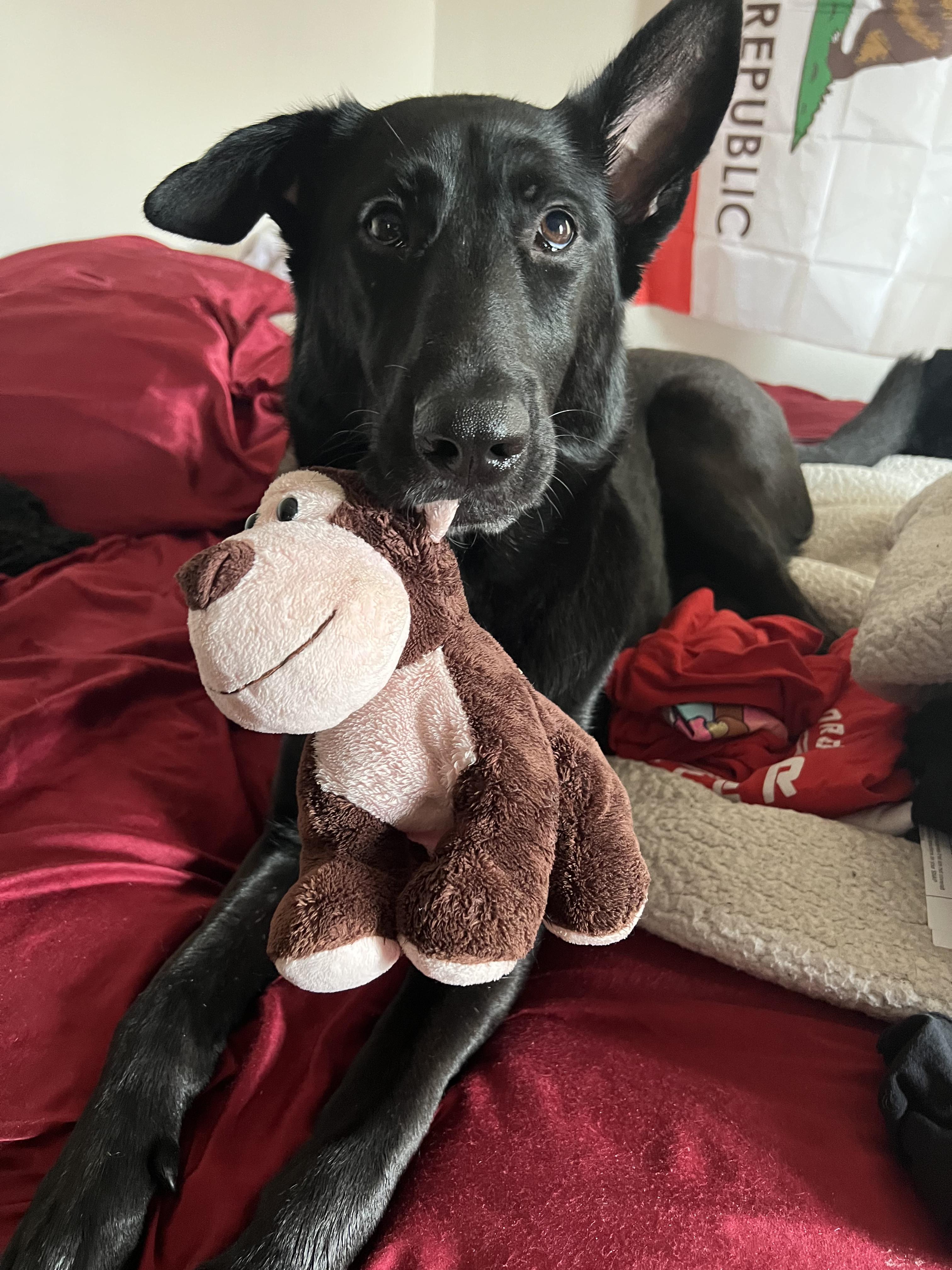 Enlarge Fiona, a Adoptable mixed breed in Winthrop, MA image 3/6