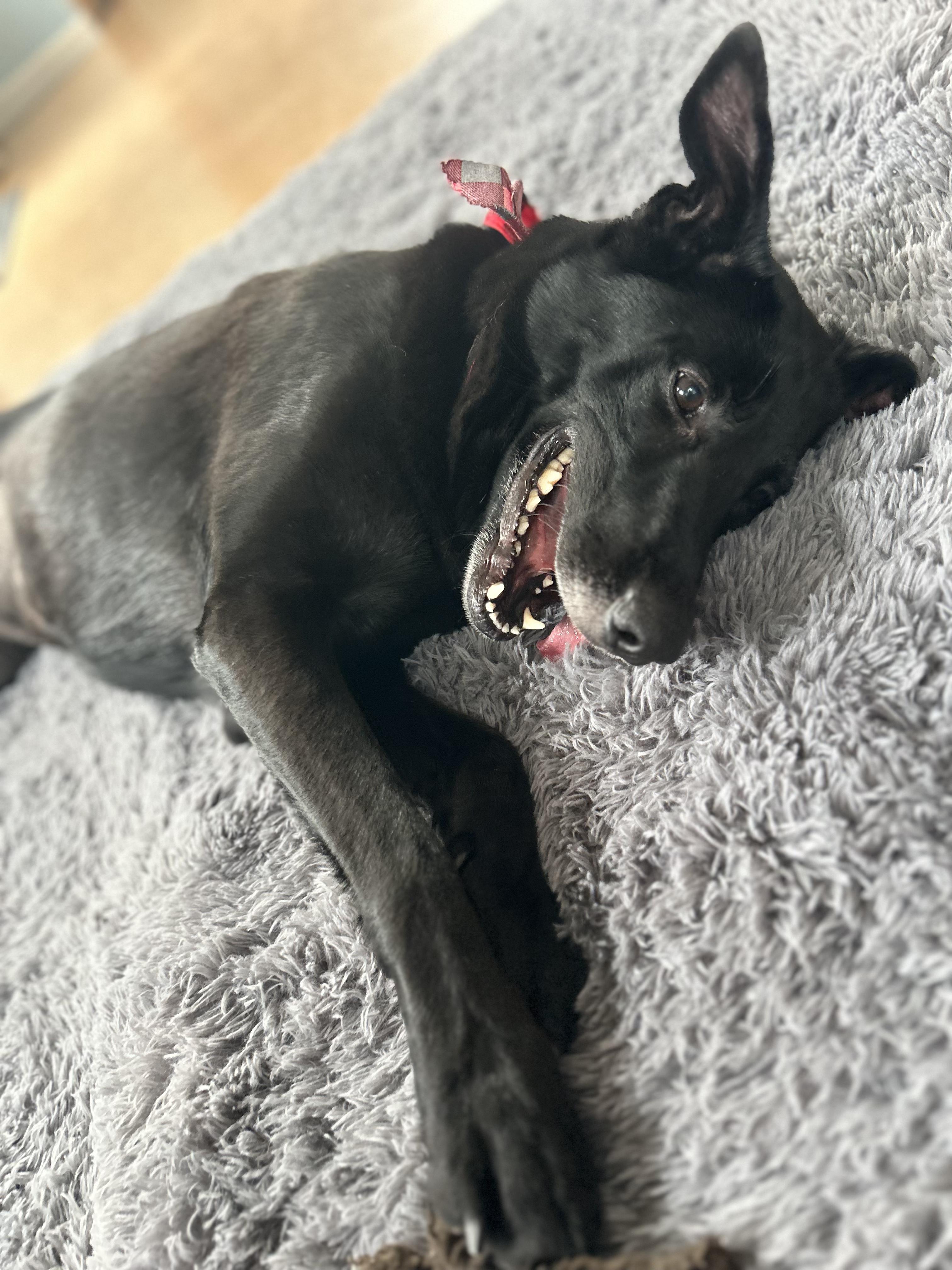 Fiona, Adoptable, Adult Female German Shepherd Dog.