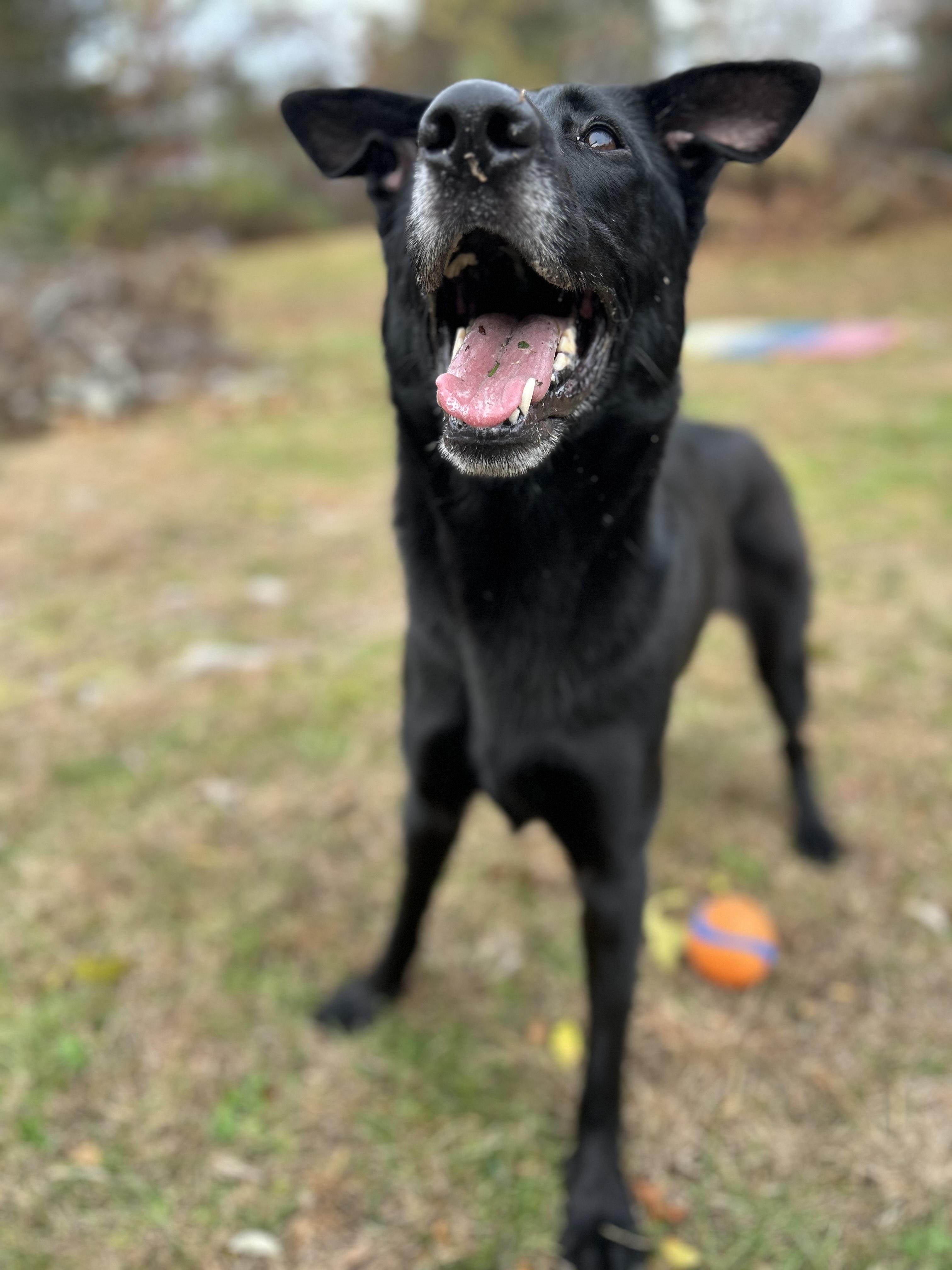 Enlarge Fiona, a Adoptable mixed breed in Wrentham, MA image 4/5