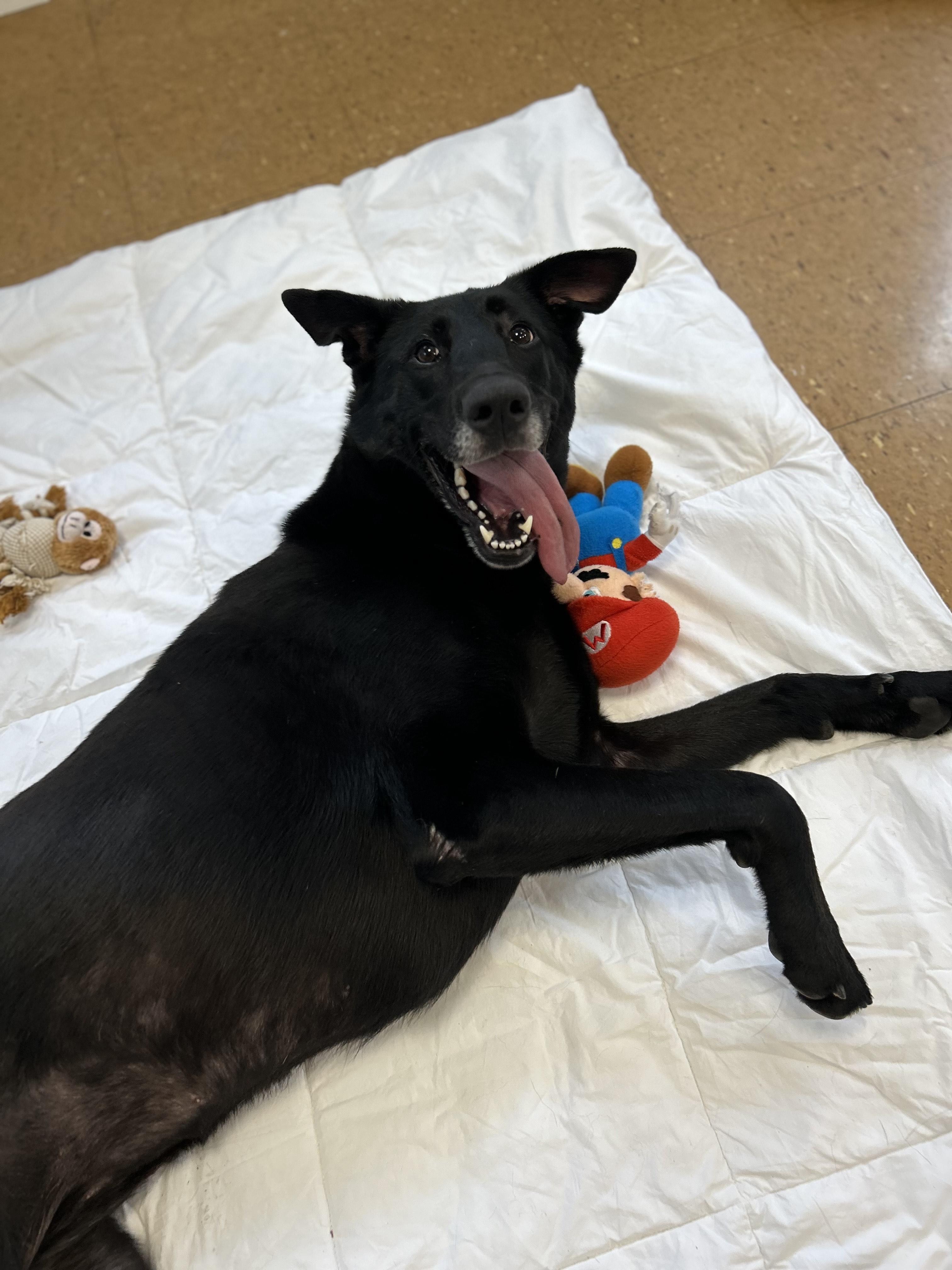 Enlarge Fiona, a Adoptable mixed breed in Wrentham, MA image 5/5