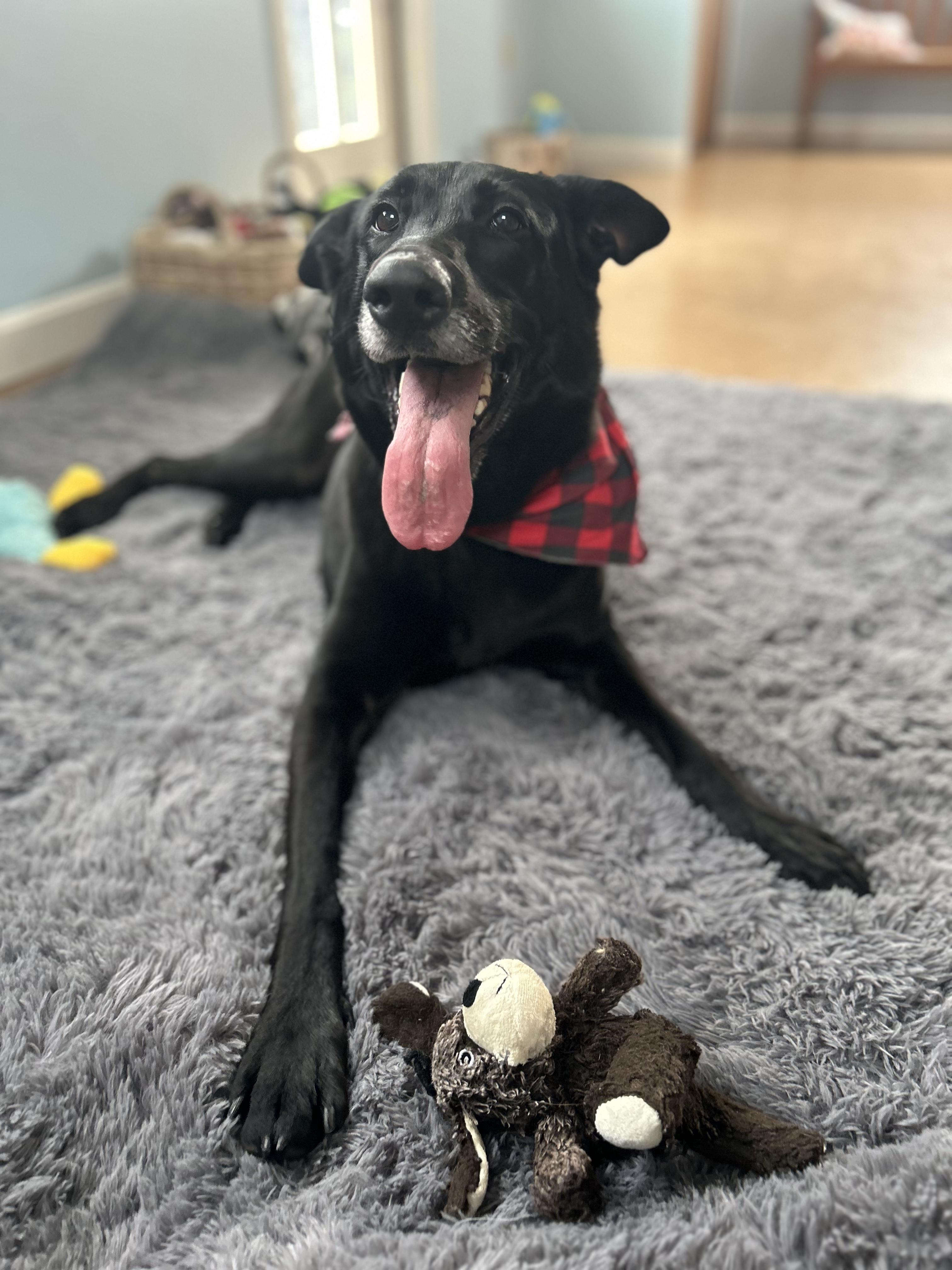 Enlarge Fiona, a Adoptable mixed breed in Winthrop, MA image 6/6