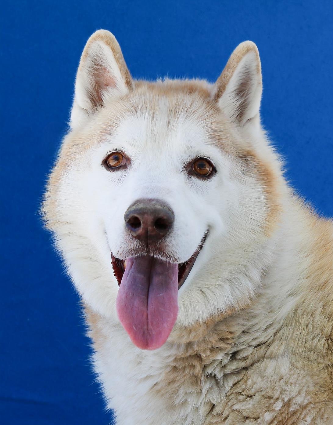 ROCKY, Adoptable, Senior Male Siberian Husky.