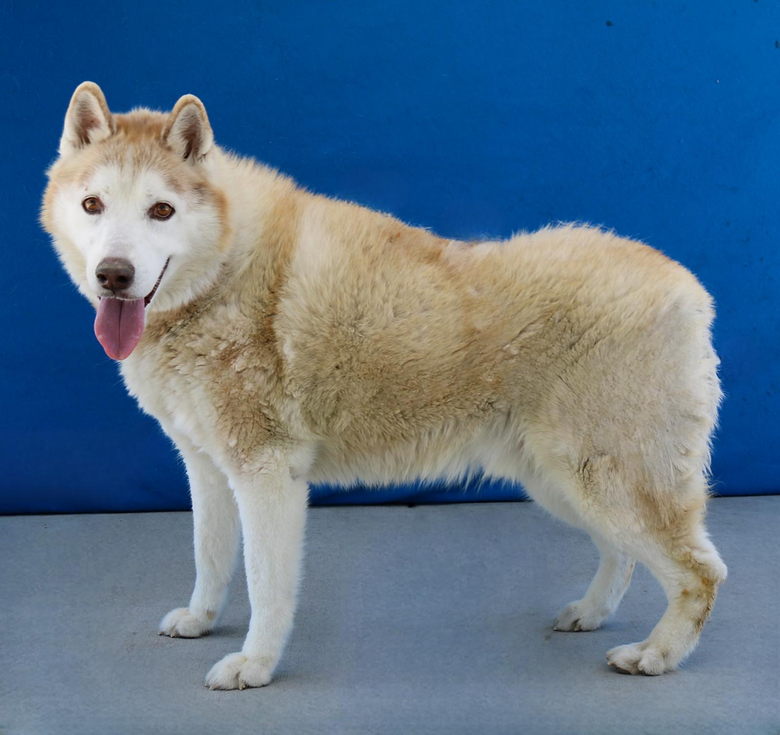 ROCKY, a Adoptable Siberian Husky in Pasadena, CA image 2/2