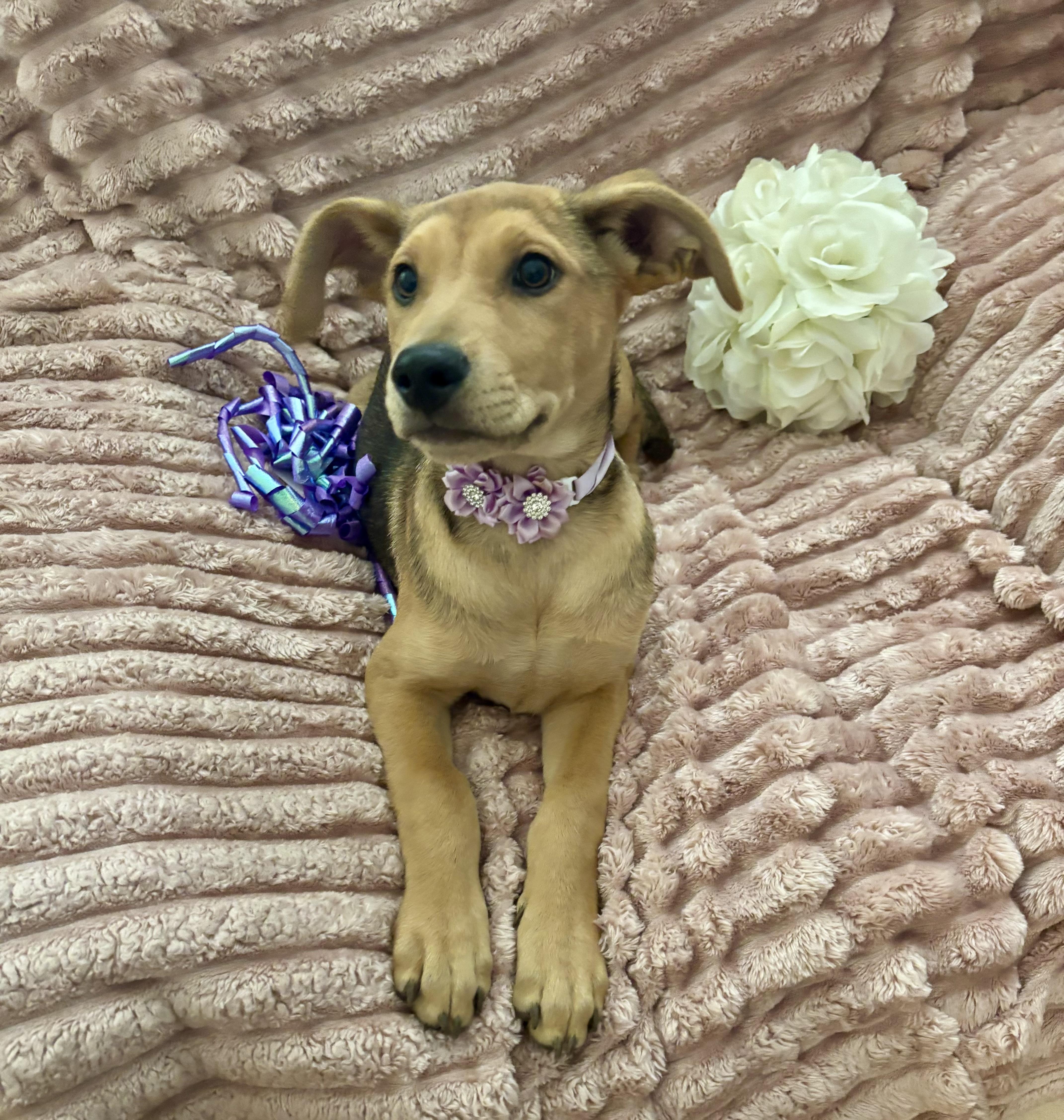 Sadie, a ADOPTABLE mixed breed in Foster, OR image 2/6