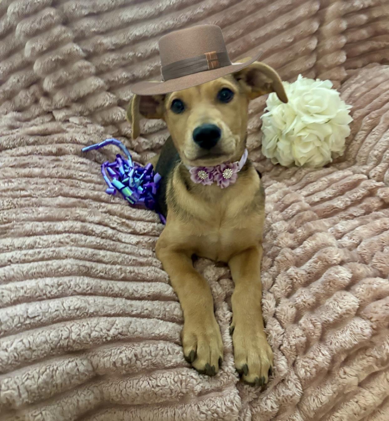 Sadie, ADOPTABLE, Puppy Female Labrador Retriever & Shepherd.