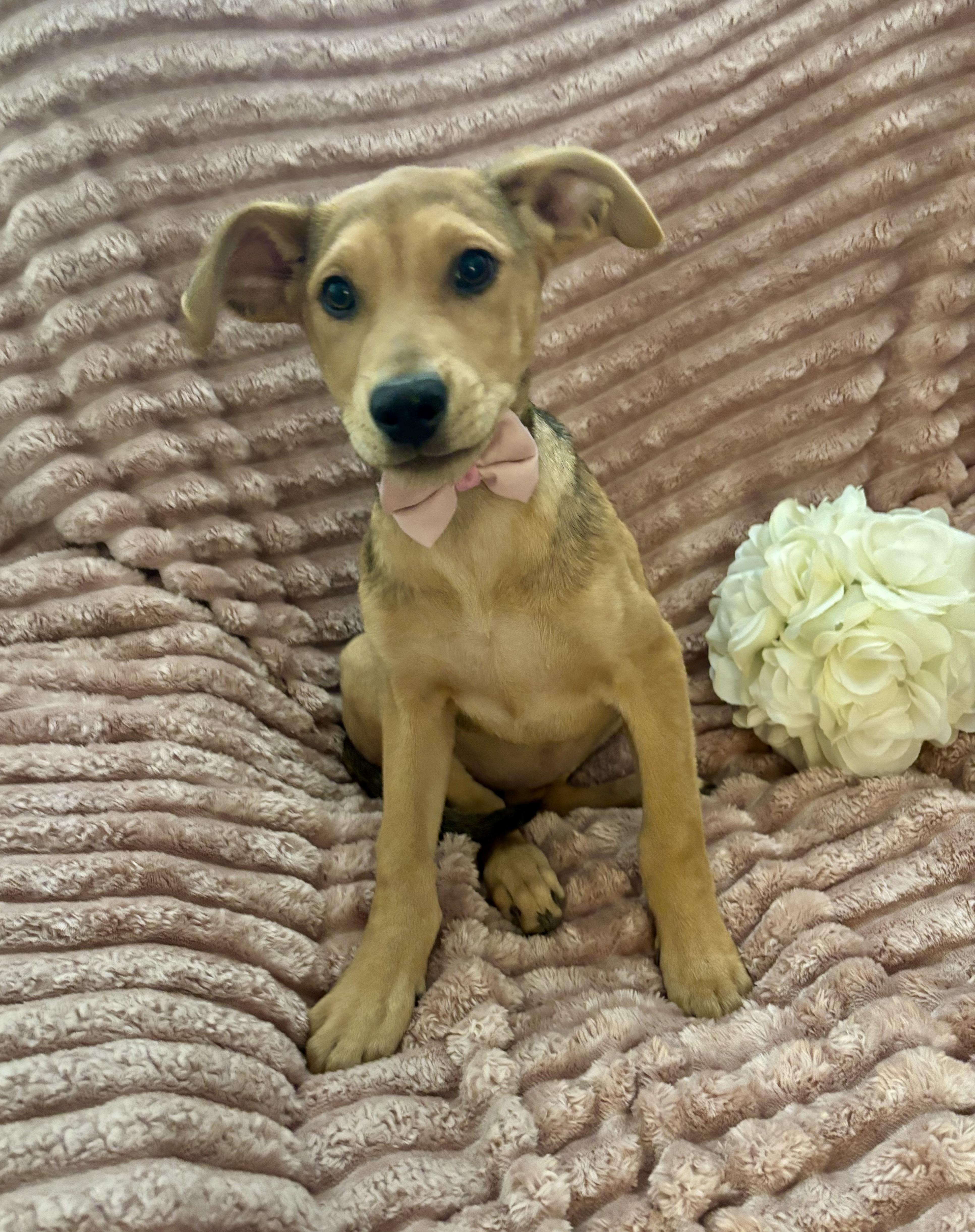 Sadie, a ADOPTABLE mixed breed in Foster, OR image 3/6