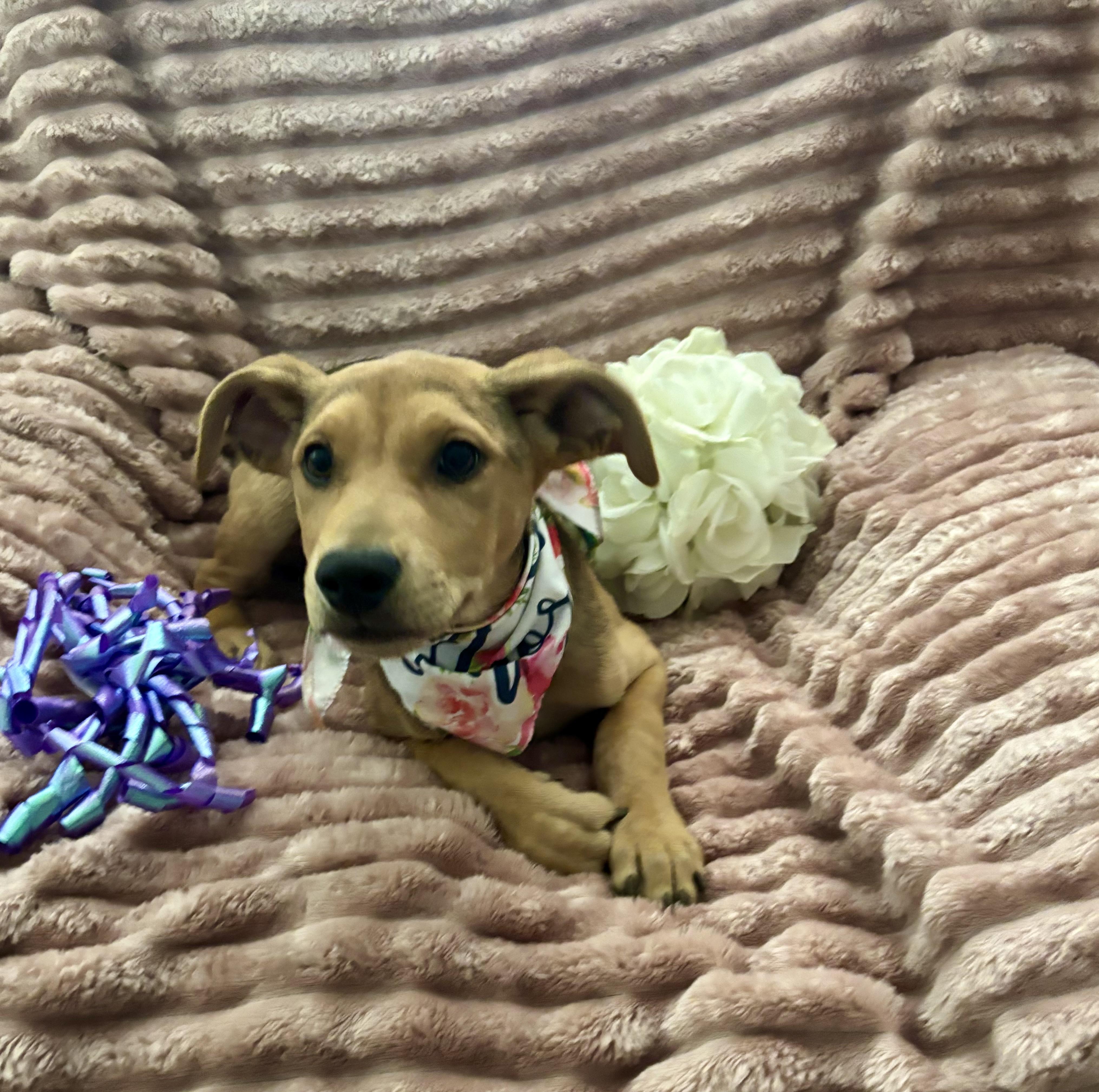Sadie, a ADOPTABLE mixed breed in Foster, OR image 6/6
