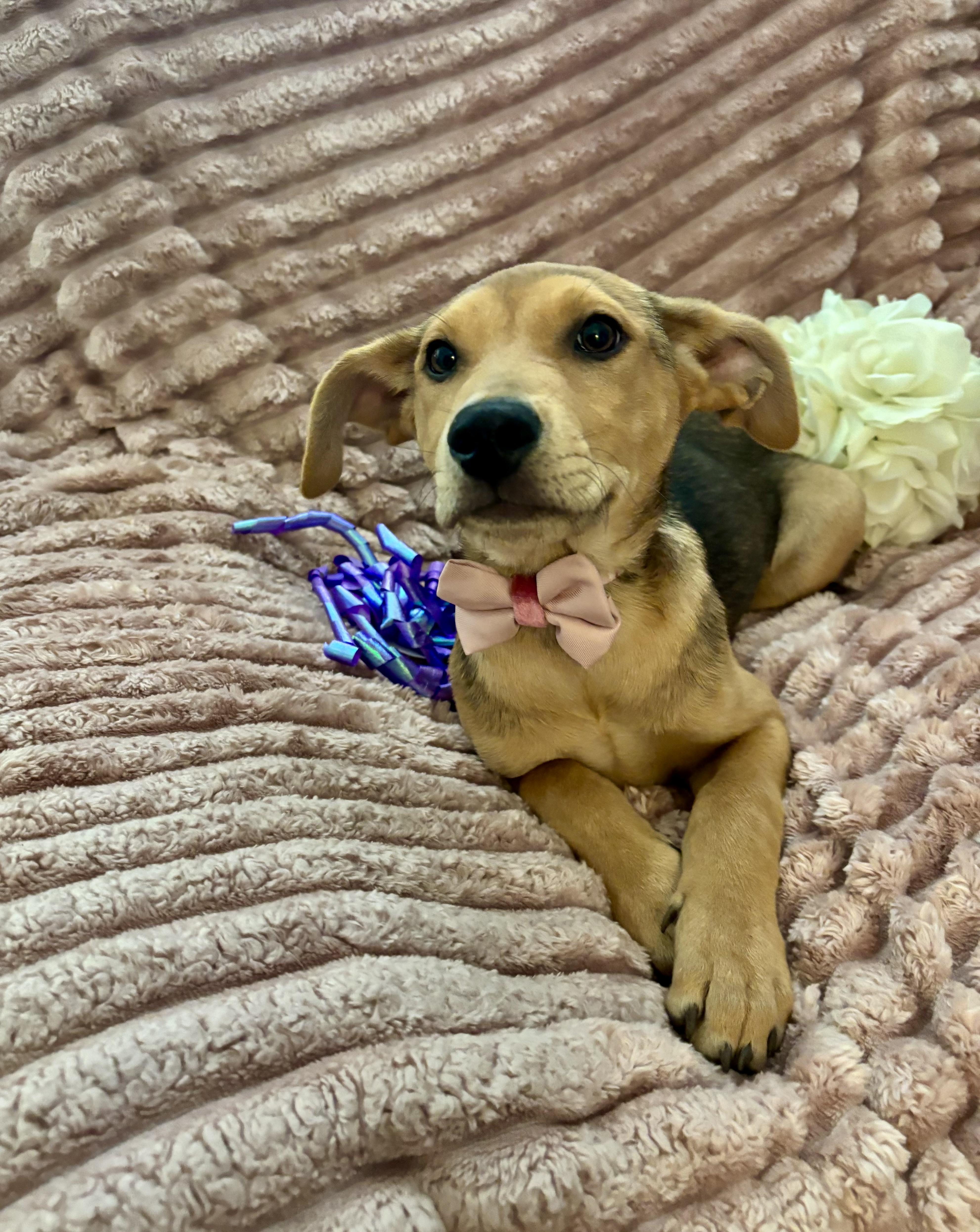 Sadie, a ADOPTABLE mixed breed in Foster, OR image 5/6