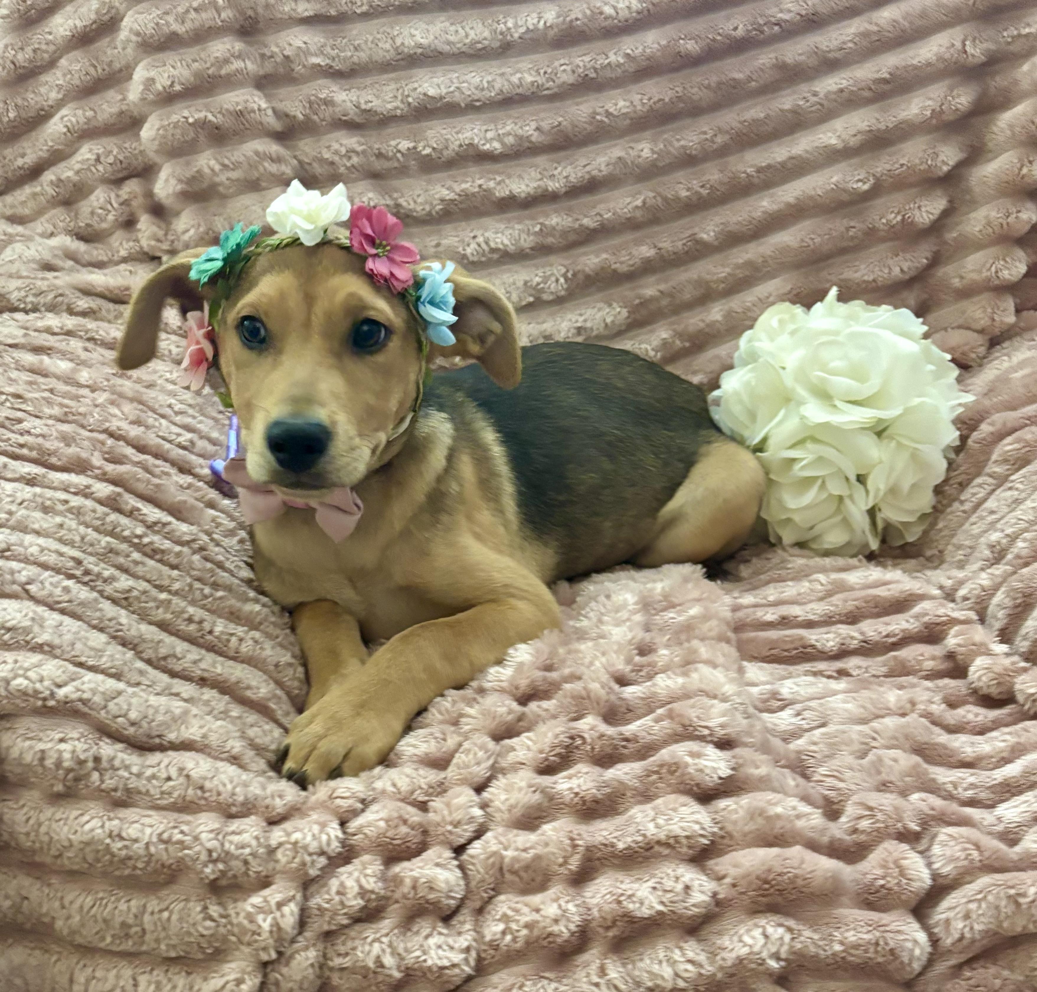 Sadie, a ADOPTABLE mixed breed in Foster, OR image 4/6
