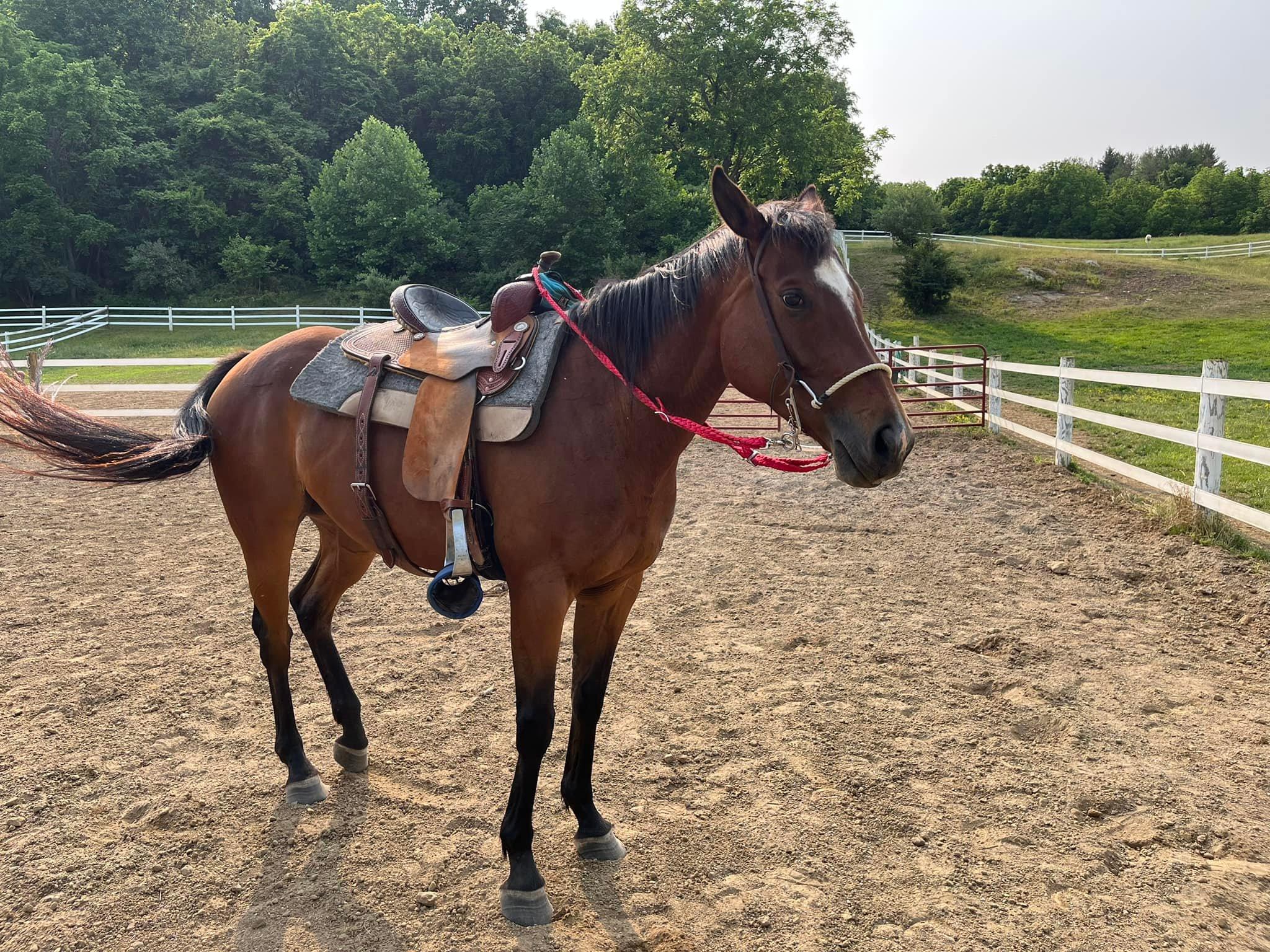 Enlarge Hazel, an adopted Thoroughbred in KNOXVILLE, MD image 1/3