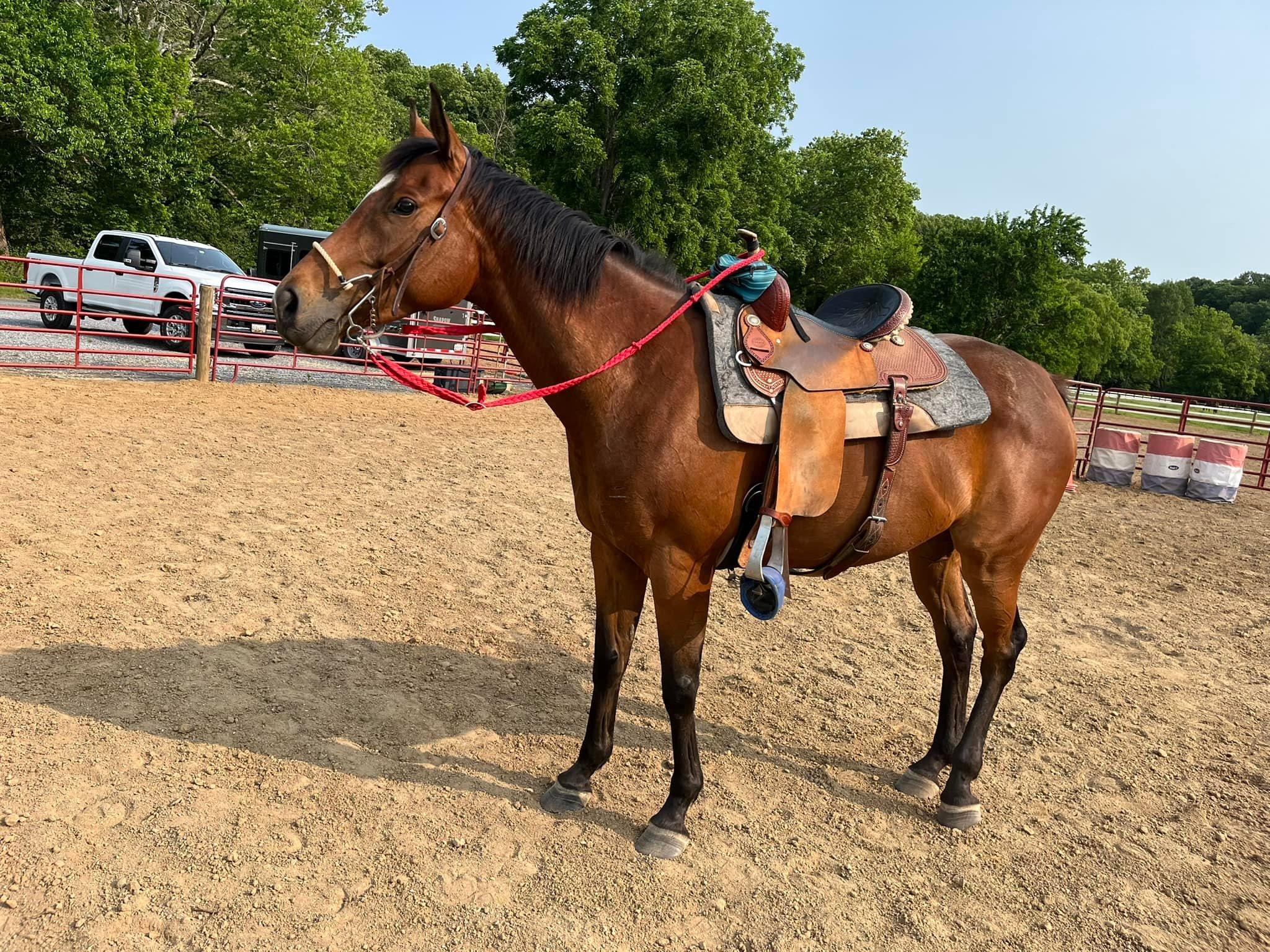 Hazel, adopted, Adult Female Thoroughbred.