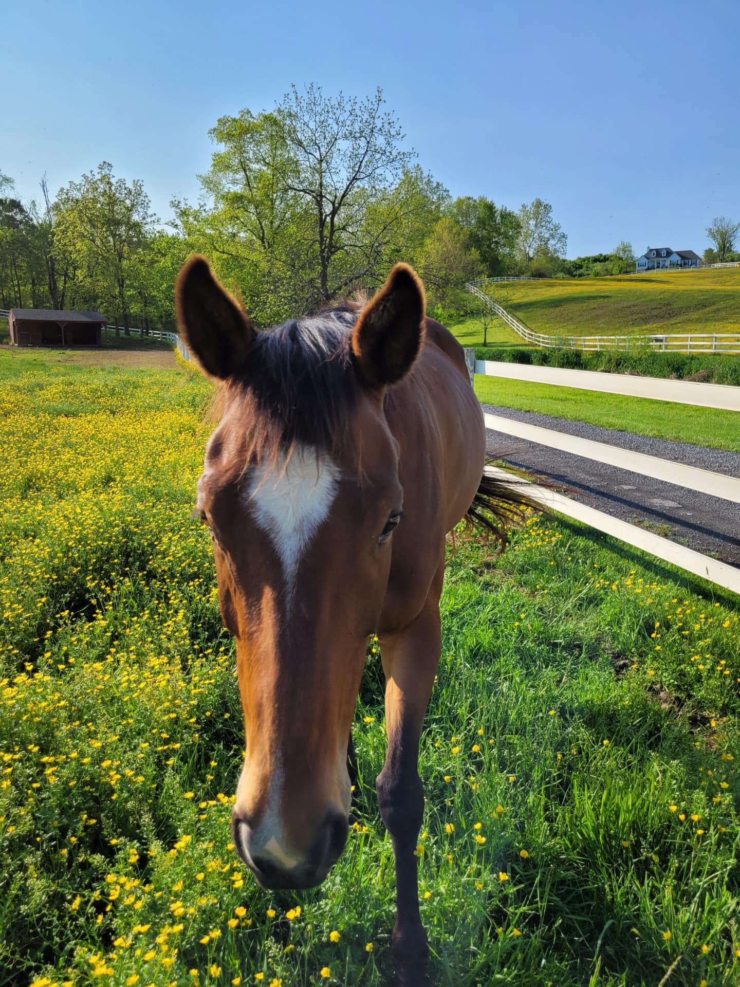 Enlarge Hazel, an adopted Thoroughbred in KNOXVILLE, MD image 3/3