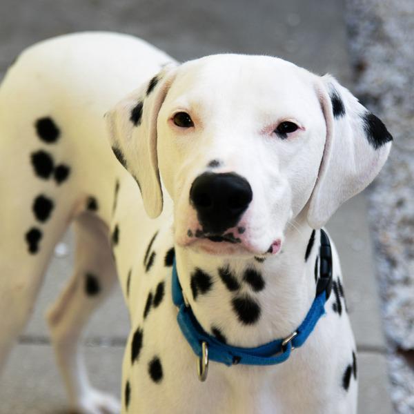 Chief, Adopted, Adult Male Dalmatian.