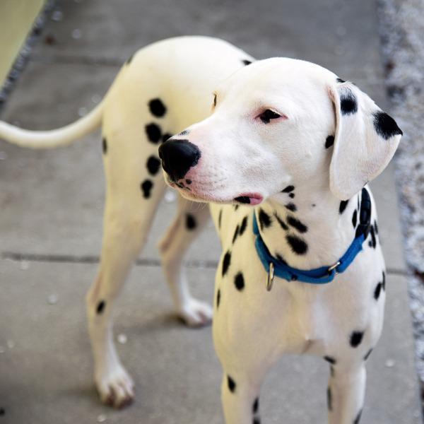 Enlarge Chief, a Adopted Dalmatian in Saint Petersburg, FL image 2/2