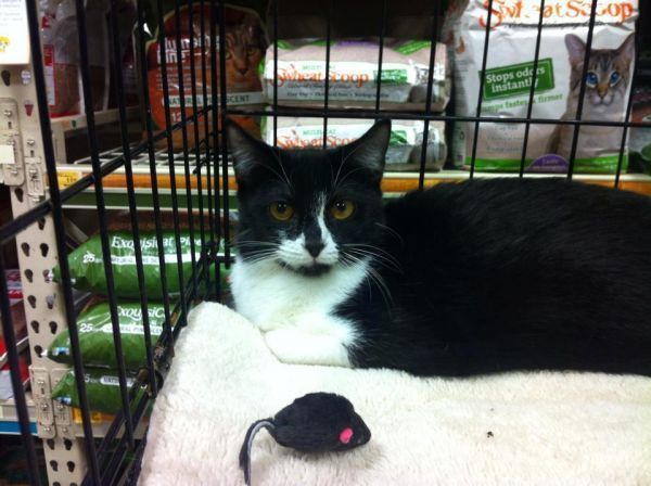 Winona, a Adoptable Domestic Short Hair in College Station, TX image 1/2