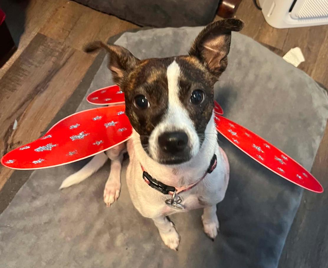 Salome', a Adoptable mixed breed in Osteen, FL image 1/3