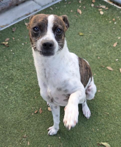 Enlarge Salome', a Adoptable mixed breed in Osteen, FL image 1/3
