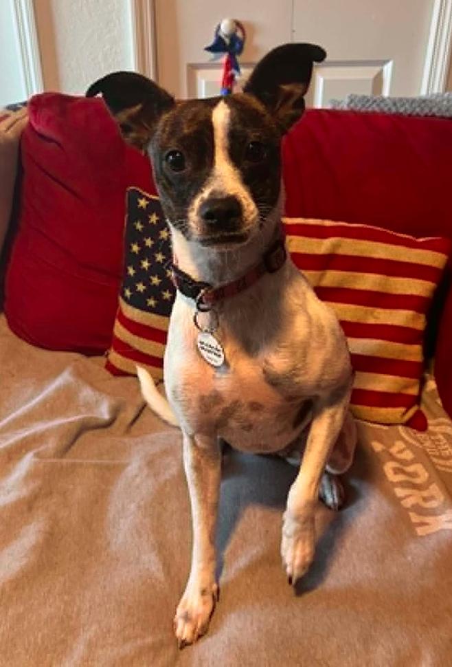 Salome', a Adoptable mixed breed in Osteen, FL image 3/3