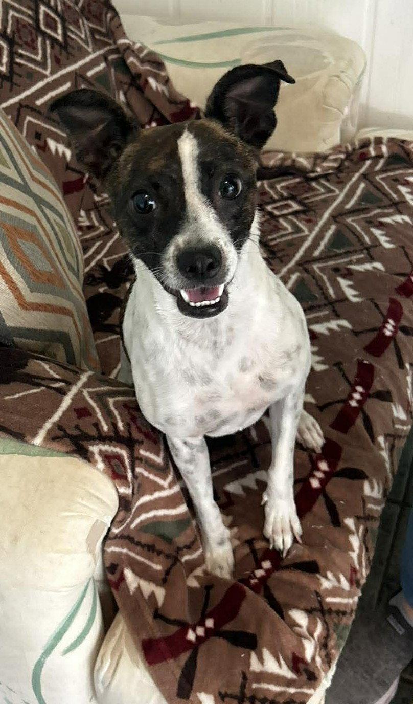 Enlarge Salome', a Adoptable mixed breed in Osteen, FL image 2/3