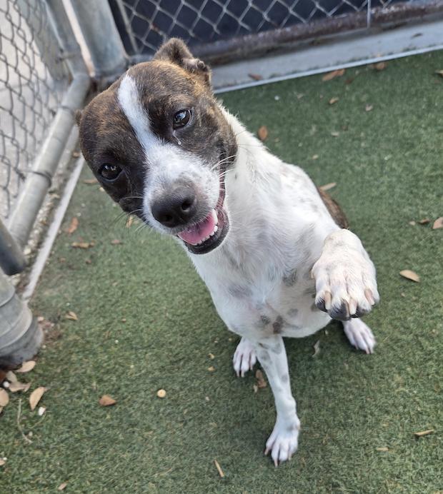 Enlarge Salome', a Adoptable mixed breed in Osteen, FL image 3/3