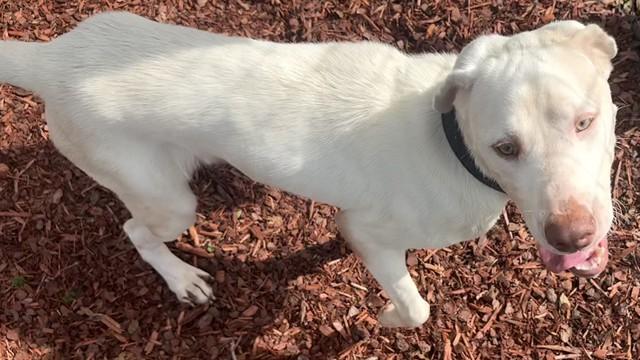 QUE, Adoptable, Young Male Labrador Retriever & Mixed Breed.