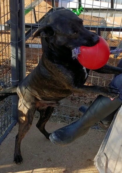 Enlarge Pickle, a Adoptable mixed breed in Henrietta, TX image 1/8