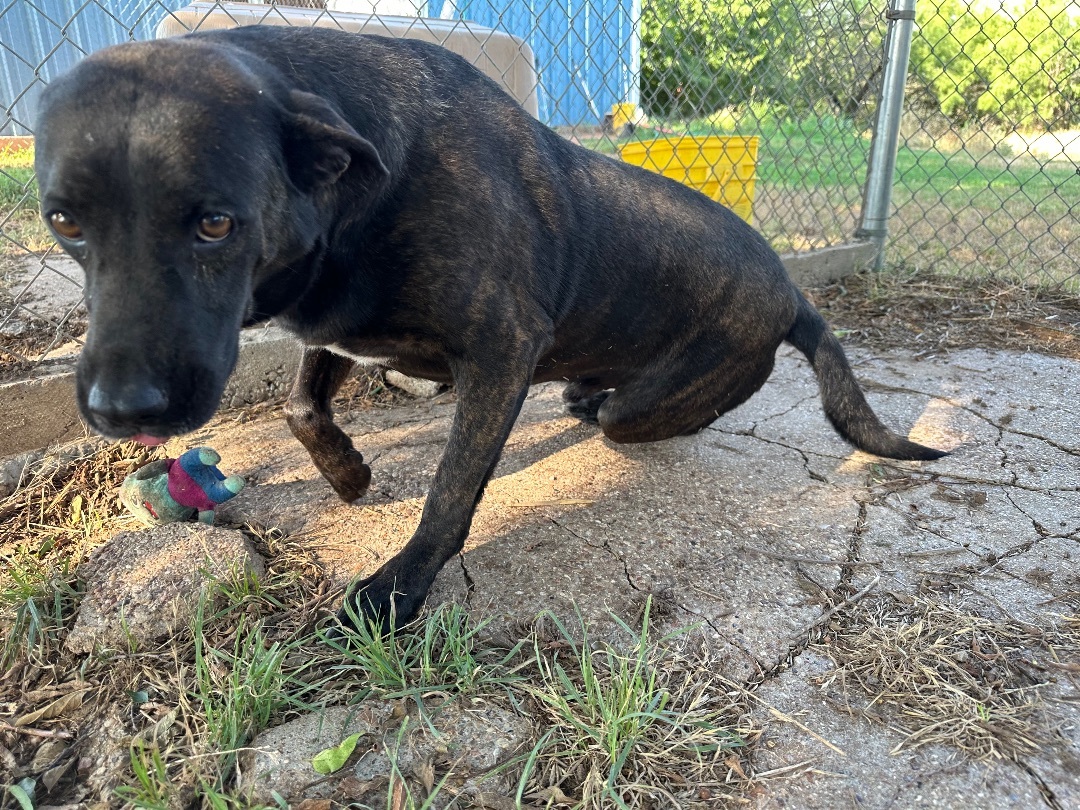 Enlarge Pickle, a Adoptable mixed breed in Henrietta, TX image 2/8