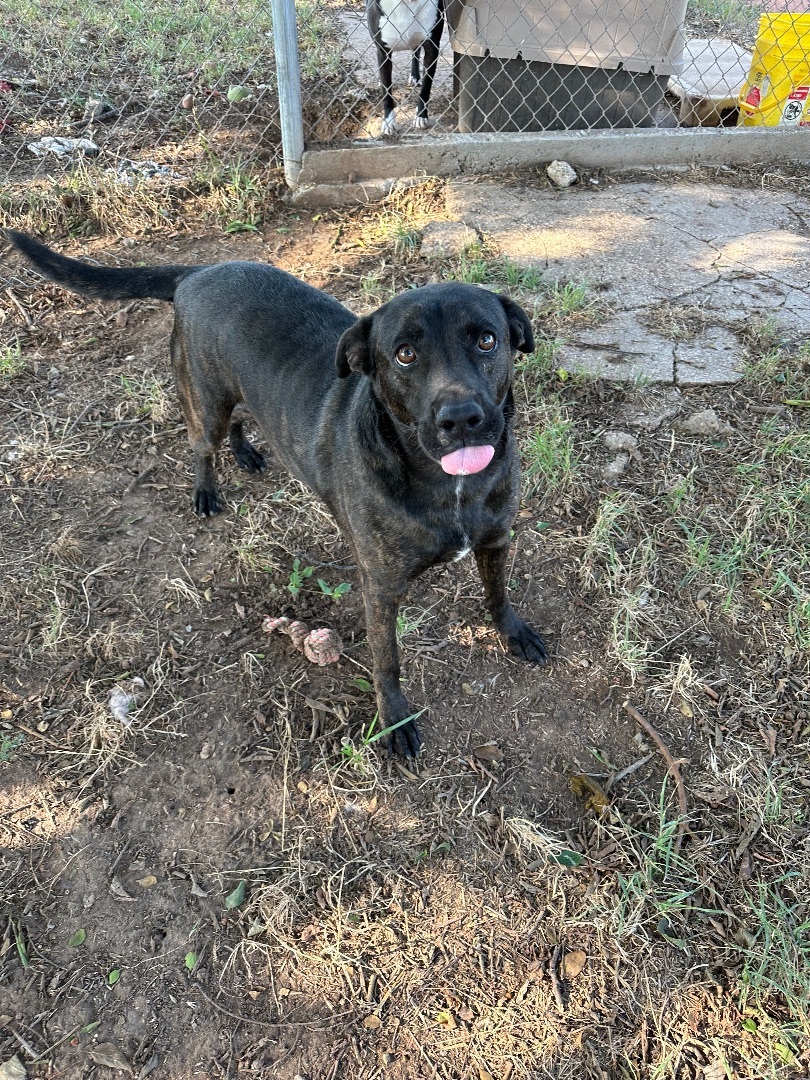 Enlarge Pickle, a Adoptable mixed breed in Henrietta, TX image 3/8