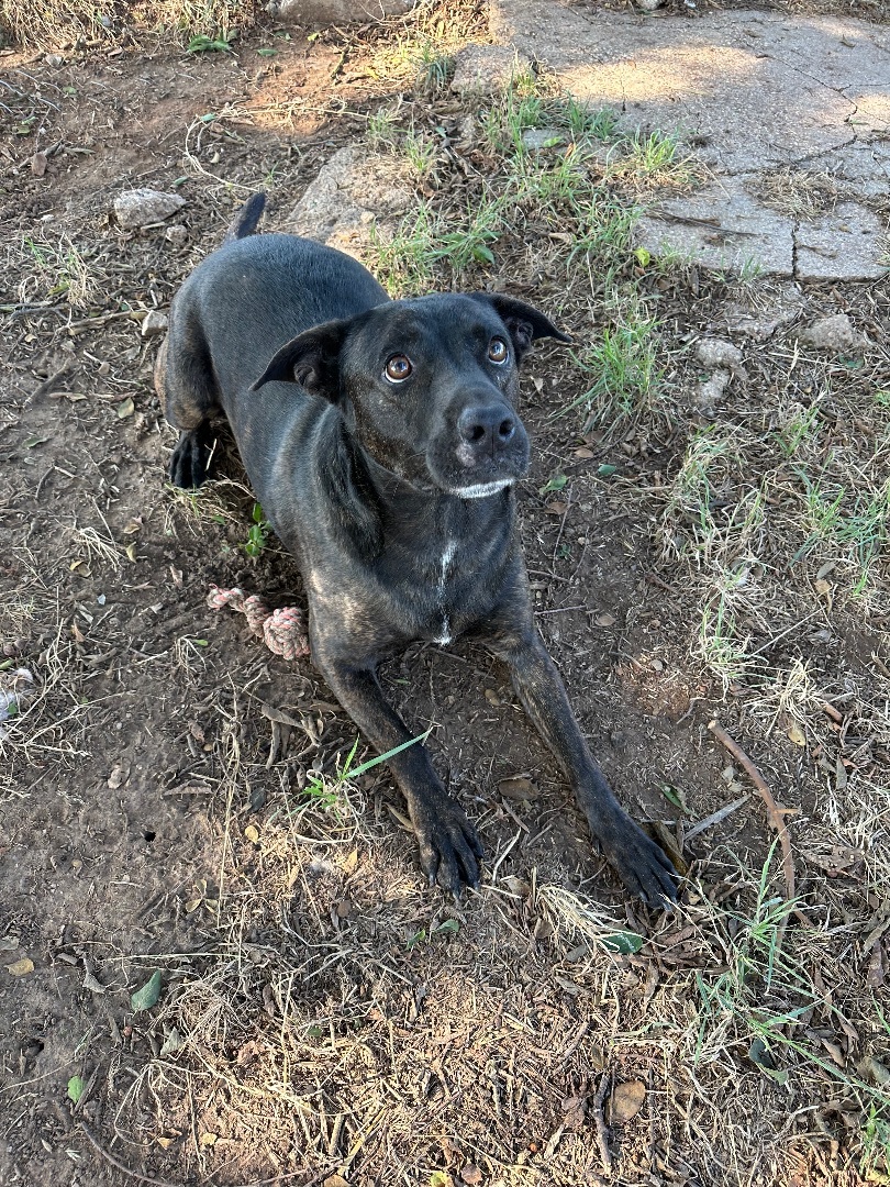 Enlarge Pickle, a Adoptable mixed breed in Henrietta, TX image 4/8