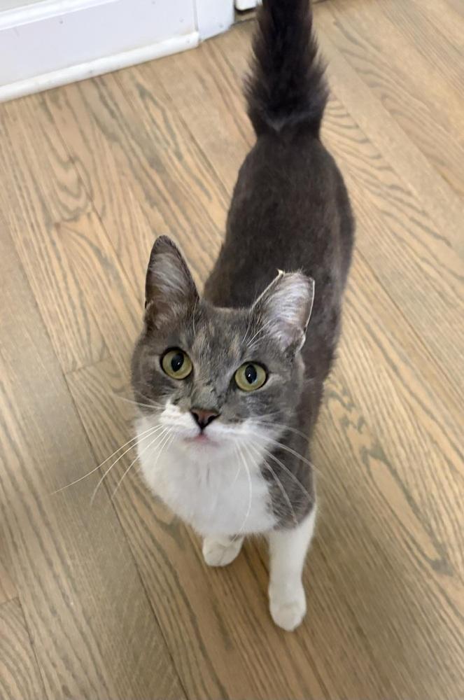 Kathy, Adoptable, Adult Female Domestic Short Hair.