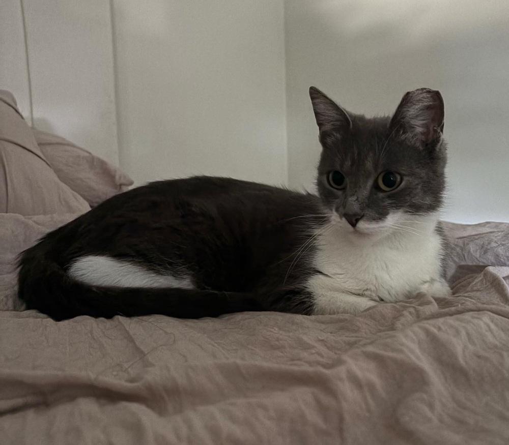 Enlarge Kathy, a Adoptable Domestic Short Hair in Homer Glen, IL image 2/3