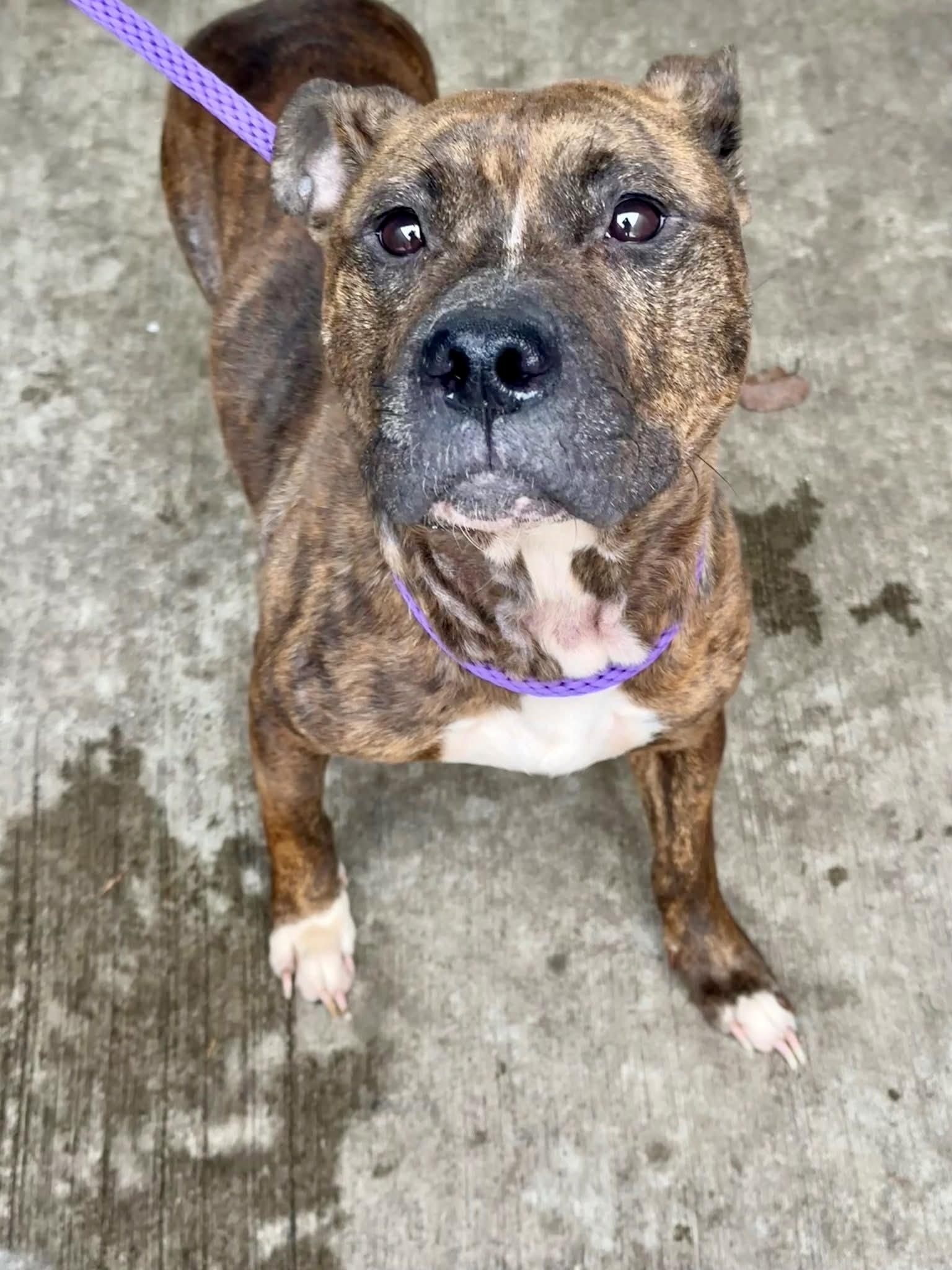 Peapod, ADOPTABLE, Adult Female Pit Bull Terrier.