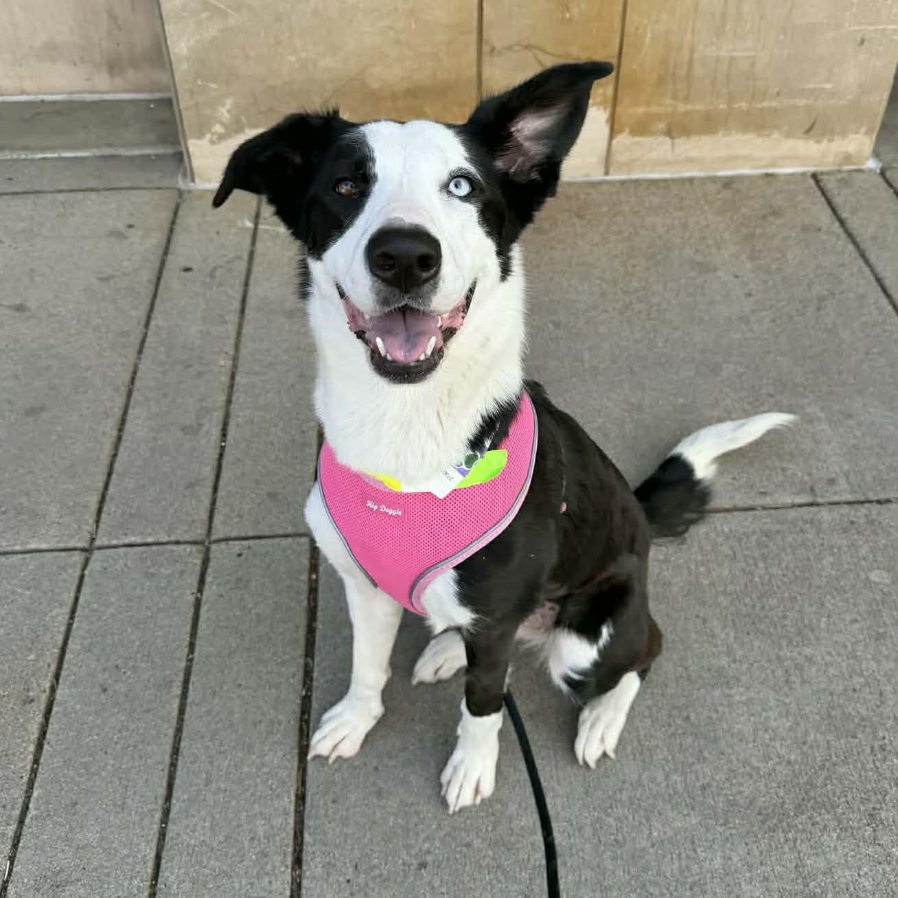Annie, a ADOPTABLE mixed breed in Boulder, CO image 1/6